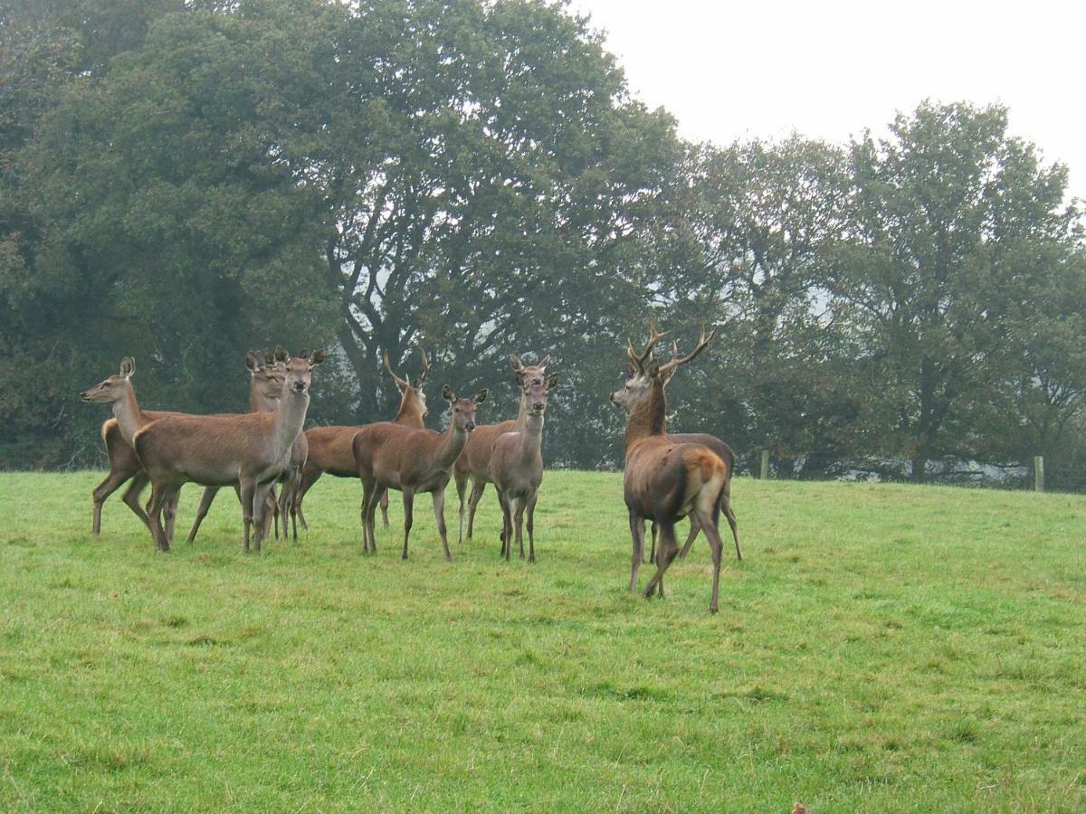 La Ferme Des Daims Villa Saint-Quay-Perros Exteriör bild